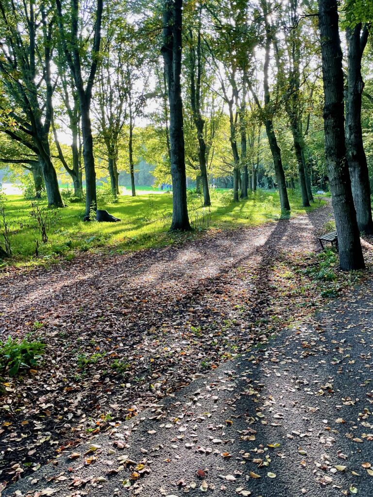 Herfstzon op bebladerde bomen in een park.